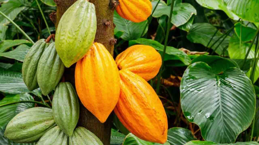 Cacau volta a aquecer economia de Itagibá e região com alta produtividade e método sustentável.